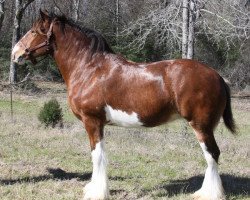 Pferd Great American Maime Eisenhower (Clydesdale, 2007, von Toll-Gate Trademark)