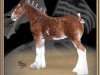 stallion Great American G.W. Carver (Clydesdale, 2007, from Great American Ben Franklin)