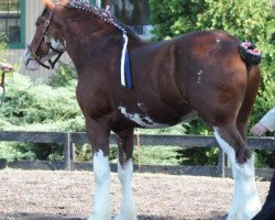 horse Great American George Washington (Clydesdale, 2007, from Great American Ben Franklin)