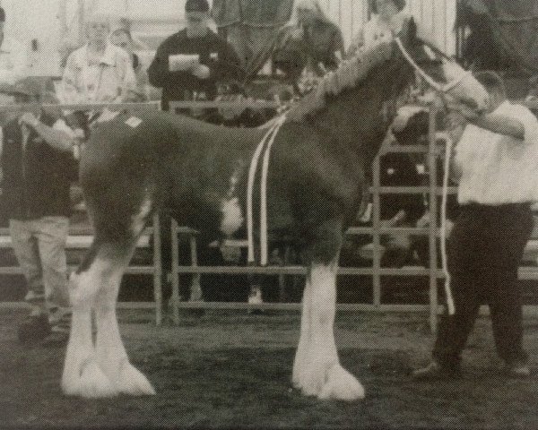 horse Great American Dolly Madison (Clydesdale, 2004, from Ellengowan Sensational Randy)