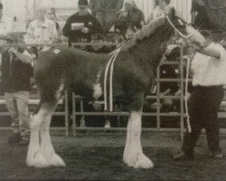 horse Great American Dolly Madison (Clydesdale, 2004, from Ellengowan Sensational Randy)