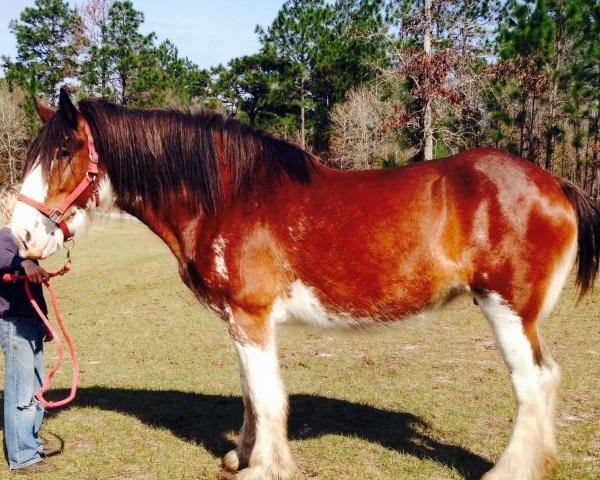 Zuchtstute Thistle Ridge Royal Bethany (Clydesdale, 2004, von Hillmoor Landmark)