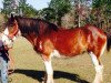 Zuchtstute Thistle Ridge Royal Bethany (Clydesdale, 2004, von Hillmoor Landmark)