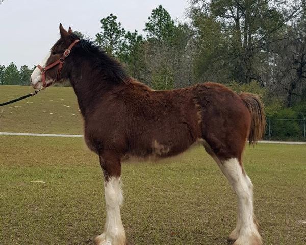 Pferd Grandview Warlock's Zola (Clydesdale, 2016, von Grandview Jack's Warlock)