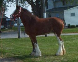 broodmare Grandview Victor's Kinsey (Clydesdale, 2001, from Thistle Ridge Eaton Victor)