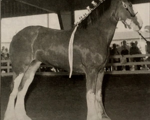 Zuchtstute Grandview Victor's Jazzy (Clydesdale, 2000, von Thistle Ridge Eaton Victor)