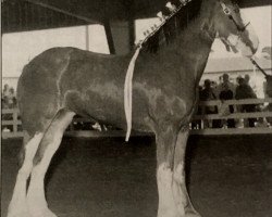 Zuchtstute Grandview Victor's Jazzy (Clydesdale, 2000, von Thistle Ridge Eaton Victor)