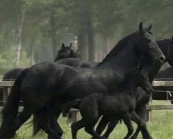 broodmare Elisabeth fan Groenestein (Friese, 2001, from Sape 381)