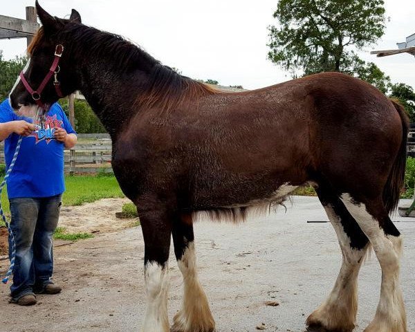 Pferd Grandview Usher's Yoda (Clydesdale, 2015, von Grandview Justin's Usher)