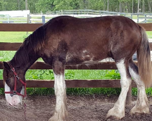 Pferd Grandview Usher's Yeti (Clydesdale, 2015, von Grandview Justin's Usher)