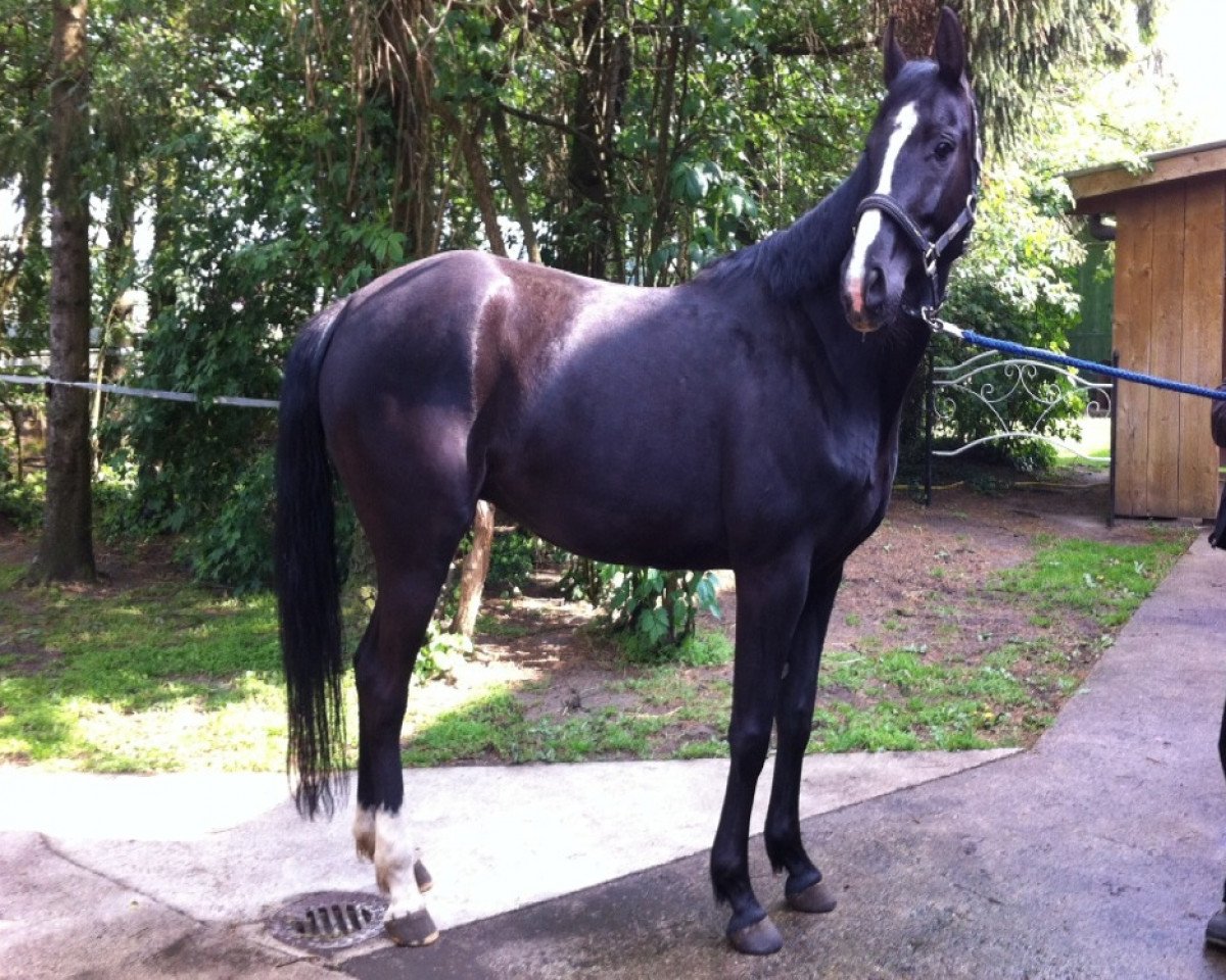 Zuchtstute Loreley (Westfale, 2008, von Lugato)