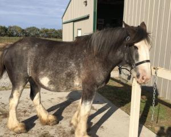 Pferd Grandview Usher's Yasmin (Clydesdale, 2015, von Grandview Justin's Usher)