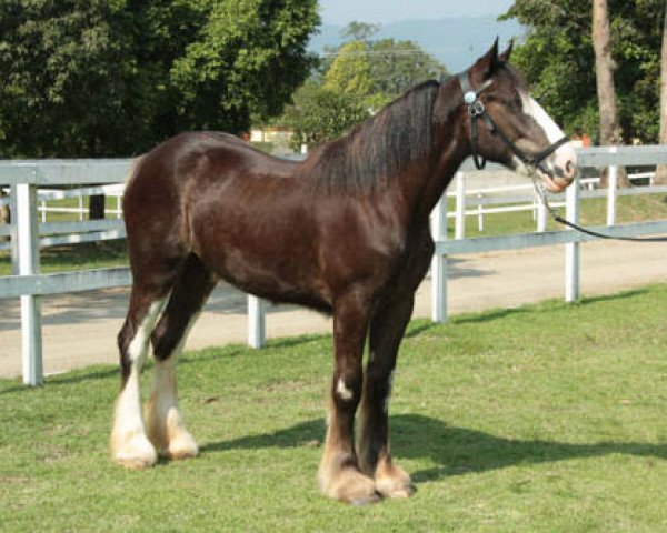 horse Grandview Tweed's Quicken (Clydesdale, 2007, from Green Valley Tweed)