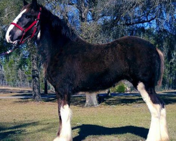 Pferd Grandview Showtime's Yuma (Clydesdale, 2015, von Grandview Charlie's Showtime)