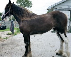 Pferd Grandview Showtime's Yale (Clydesdale, 2015, von Grandview Charlie's Showtime)