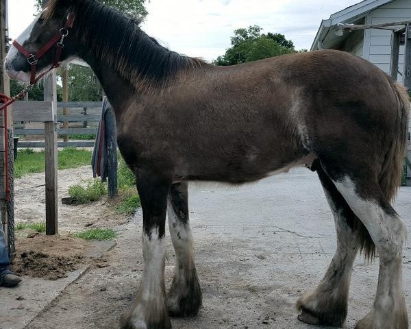 horse Grandview Showtime's Yahoo (Clydesdale, 2015, from Grandview Charlie's Showtime)