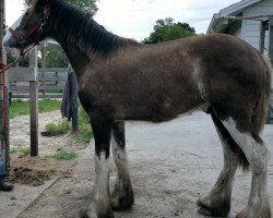 Pferd Grandview Showtime's Yahoo (Clydesdale, 2015, von Grandview Charlie's Showtime)