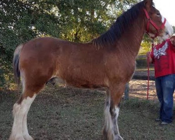 horse Grandview Showtime's Xon (Clydesdale, 2014, from Grandview Charlie's Showtime)