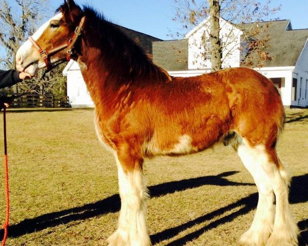 horse Grandview Showtime's X-Man (Clydesdale, 2014, from Grandview Charlie's Showtime)