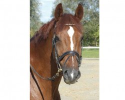 jumper High-Tec (Oldenburg show jumper, 2004, from Heartbreaker)