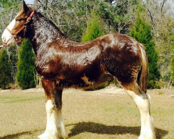 Pferd Grandview Showtime's Xander (Clydesdale, 2014, von Grandview Charlie's Showtime)