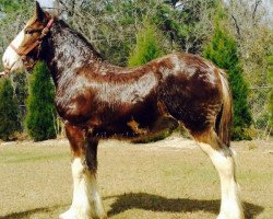 horse Grandview Showtime's Xander (Clydesdale, 2014, from Grandview Charlie's Showtime)