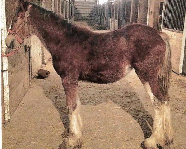 horse Grandview Showtime's Wicker (Clydesdale, 2013, from Grandview Charlie's Showtime)