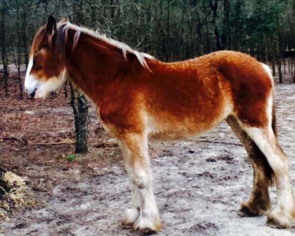 horse Grandview Justin's Wynn (Clydesdale, 2013, from Grandview Eli's Just-In-Step)