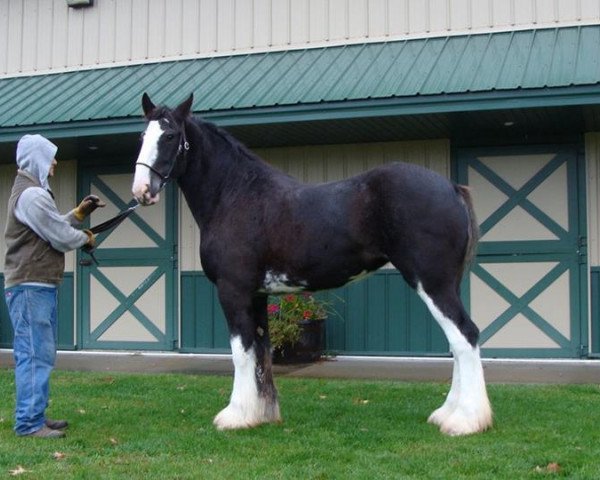 broodmare Grandview Justin's Wish (Clydesdale, 2013, from Grandview Eli's Just-In-Step)