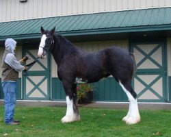 broodmare Grandview Justin's Wish (Clydesdale, 2013, from Grandview Eli's Just-In-Step)