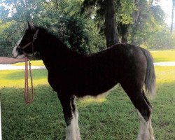 Pferd Grandview Justin's Willow (Clydesdale, 2013, von Grandview Eli's Just-In-Step)