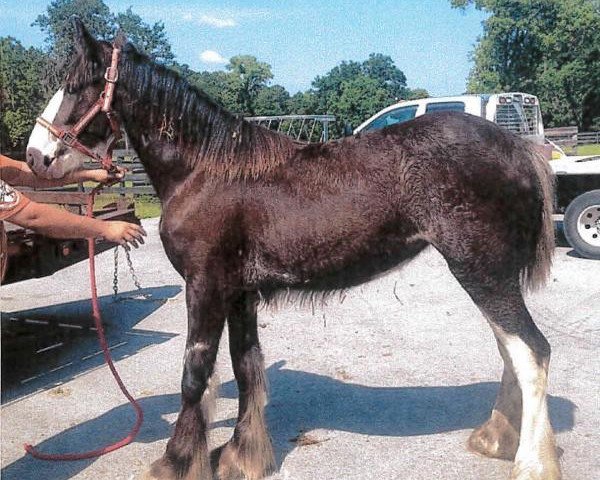 horse Grandview Justin's Wifi (Clydesdale, 2013, from Grandview Eli's Just-In-Step)