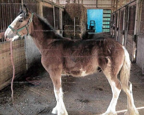 horse Grandview Justin's Warden (Clydesdale, 2013, from Grandview Eli's Just-In-Step)