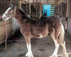 Pferd Grandview Justin's Warden (Clydesdale, 2013, von Grandview Eli's Just-In-Step)