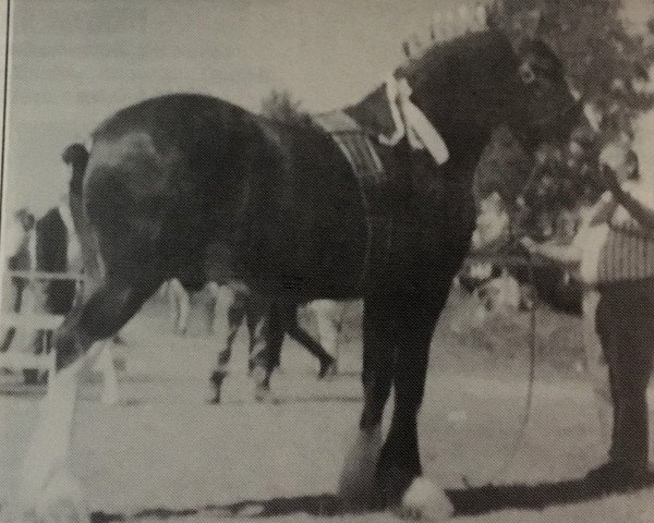 Deckhengst Thistle Ridge Argyll Teddy (Clydesdale, 1990, von Commander Mark Argyll)