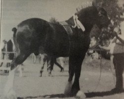 Deckhengst Thistle Ridge Argyll Teddy (Clydesdale, 1990, von Commander Mark Argyll)