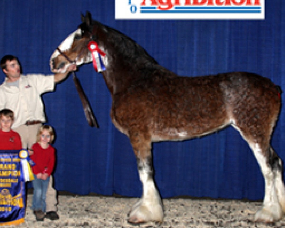 broodmare Grandview Justin's Oracle (Clydesdale, 2005, from Grandview Eli's Just-In-Step)