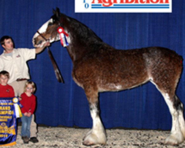 Zuchtstute Grandview Justin's Oracle (Clydesdale, 2005, von Grandview Eli's Just-In-Step)