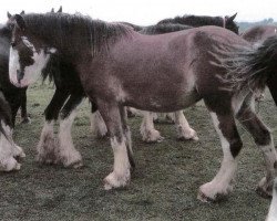 broodmare Grandview Justin's Rann (Clydesdale, 2008, from Grandview Eli's Just-In-Step)