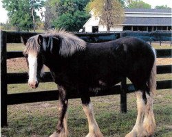 horse Grandview Jack's Whitney (Clydesdale, 2013, from Mountain Meadows Sir James)