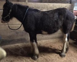 horse Carpenter's Princess Cassi (Clydesdale, 2018, from Grandview Jack's Warlock)