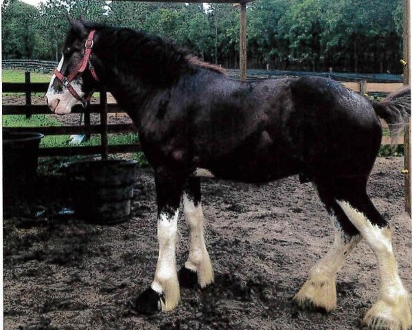 stallion Grandview Jack's Warlock (Clydesdale, 2013, from Mountain Meadows Sir James)