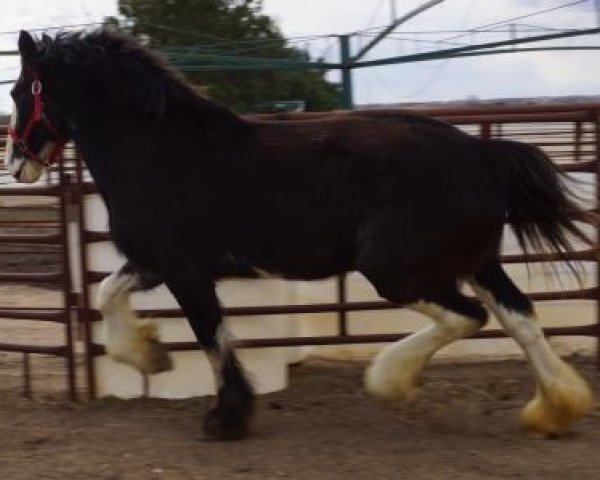 broodmare Grandview Jack's Uma (Clydesdale, 2011, from Mountain Meadows Sir James)