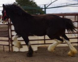 broodmare Grandview Jack's Uma (Clydesdale, 2011, from Mountain Meadows Sir James)