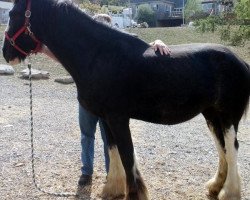 horse Grandview Jack's Ulisa (Clydesdale, 2011, from Mountain Meadows Sir James)