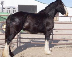 Zuchtstute Grandview Eli's Nina (Clydesdale, 2004, von Armageddon's Lord Elijah)