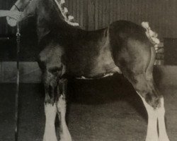 Pferd Grandview Eli's Lasting Impression (Clydesdale, 2002, von Armageddon's Lord Elijah)