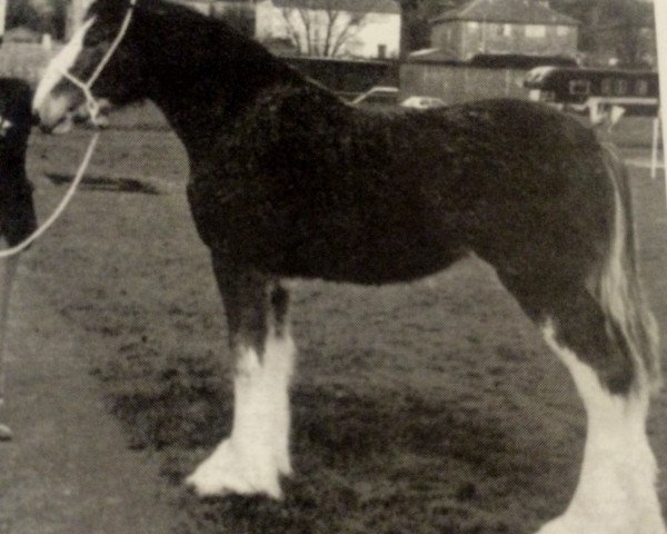 Zuchtstute Howgillside Queen of the Ring (Clydesdale, 1989, von Doura Sir Charles)