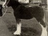 Zuchtstute Howgillside Queen of the Ring (Clydesdale, 1989, von Doura Sir Charles)