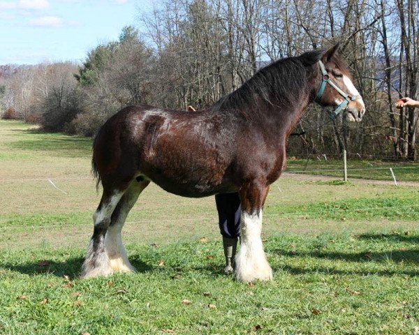 broodmare Grandview Eli's Kaola (Clydesdale, 2001, from Armageddon's Lord Elijah)